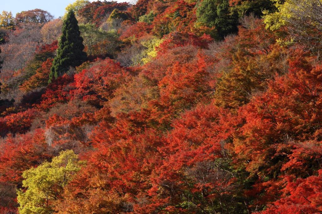 Ryokan Kato Yoshino (Nara) Exterior foto